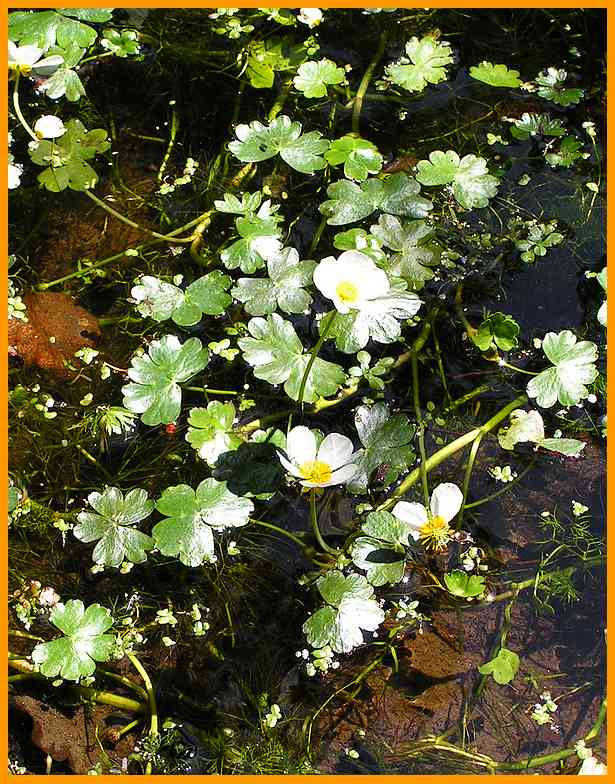 Gewöhnlicher Wasserhahnenfuß